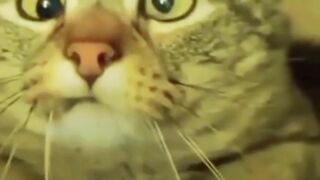 Funny cat video