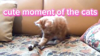 Cute Cats on the world