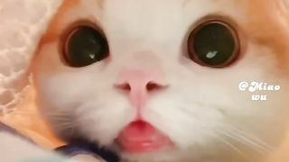 cute cat 27