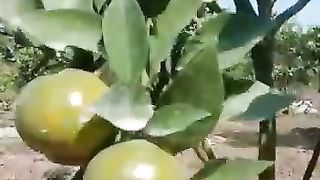 My garden 3