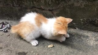 Wow, my cat so cute part 2