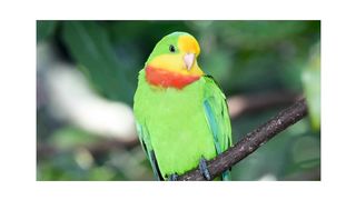 Melodious bird sound