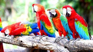 Beautiful bird color