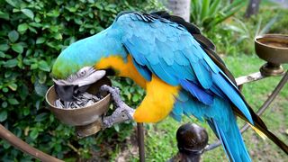 Beautiful chirping bird