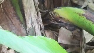 Wonders of the World at banana tree