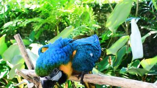 Parrot