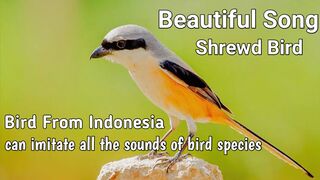 The Singing Sensation, The shrewd Bird's Beautiful Song