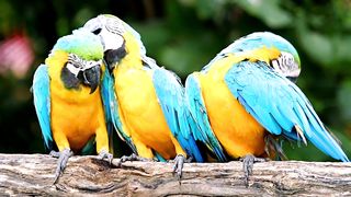 Three graceful parrots