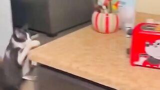 Crazy Cat And Dog Part 2