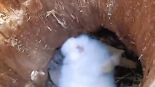 white rabbit resting in hole of trunk of tree