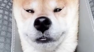 Funny animals 2023???? - Funniest Cats and Dogs Video????????250