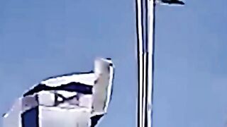 Sigma Cat -- And Crow -- _shorts _viral _freepalestine _????????????????????