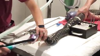 Vets team up to pull beach towel from python 2