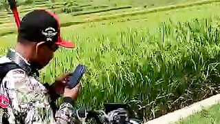 around the vast rice fields using a motorbike