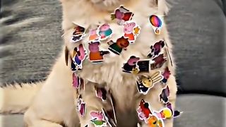 Master cat