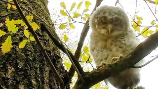 little owl looking very innocent