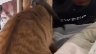 Tingkah lucu kucing gemuk vs tupai