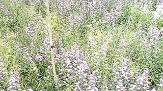Flower violet and mount pangrango