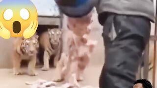 WHITE TIGER