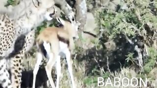 BABOON Saves The FAWN