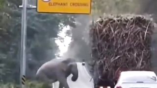 Clever Elephant Taking Road Tax from Sugarcane Trucks