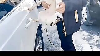 Funny dogs 12