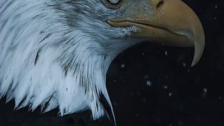 Eagle ???? 3