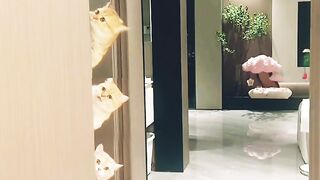 CAT FUNNY BEAUTIFUL????