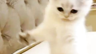 My pet 3