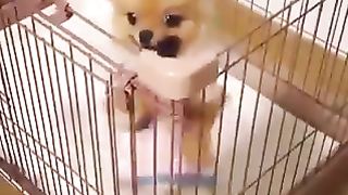 Dogs dancing in a basket