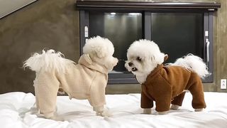 Funny dogs 13