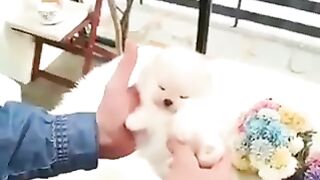 Dogs that look like little cotton candy
