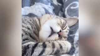 Funny Animal Compilation 3