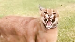 Wow jenis suara Kucing di Dunia