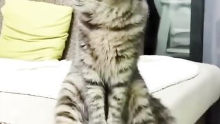 Wow cara  Memandikan Kucing yang benar