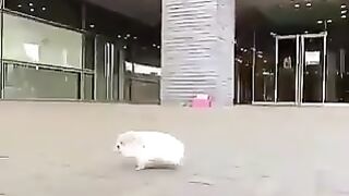 Hedgehogs walking around town