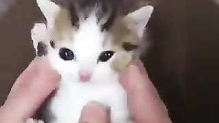 A purring little kitten