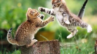 Funny Cats 13