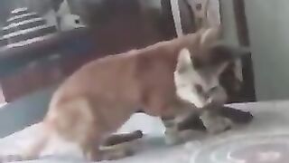 Not a fight, but a cuddly kitty.