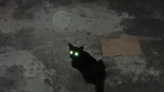 wow... cat eyes at night