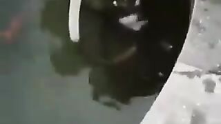 Dog rescuing a cat