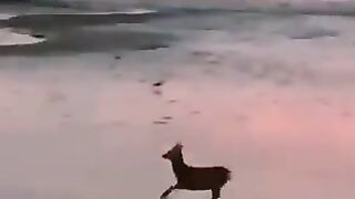 Deer jumping on the sea