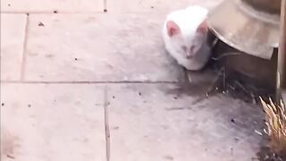 cat lover’s