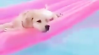 Dog relaxing in the pool