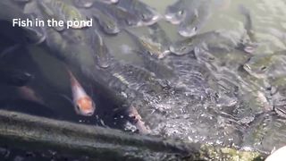 Parrot fish