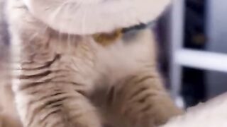 Funny animal pets