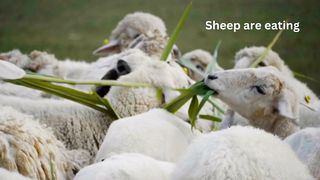 Sheep eating