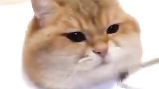 Cat with a nice brush