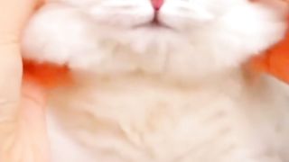 Cute and funny 4