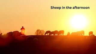 Sheep in the afternoon